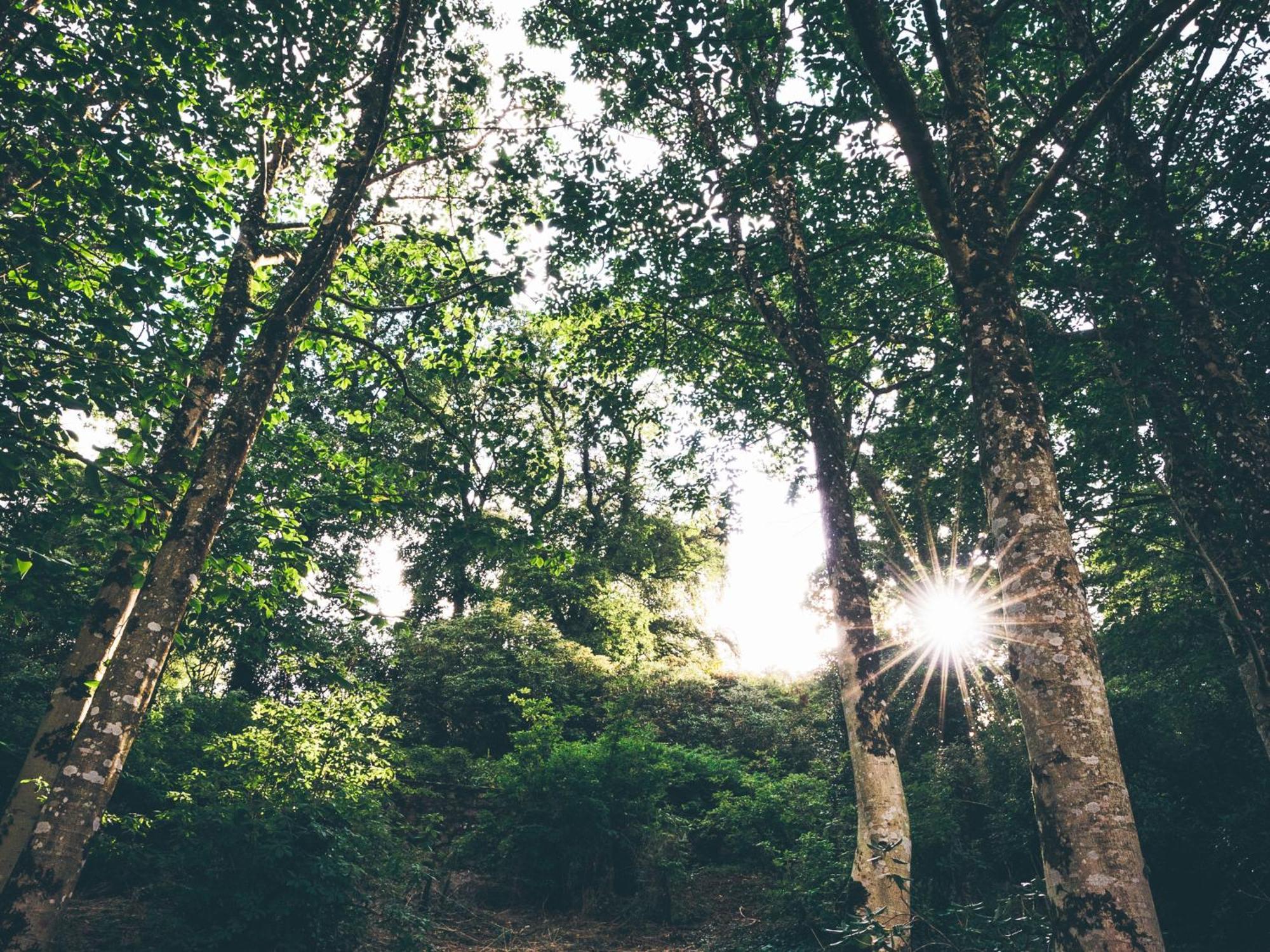 The Forest At Mount Congreve Gardens Kilmeaden Zewnętrze zdjęcie